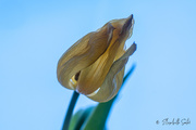 6th Apr 2021 - Withered tulip