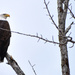 American Bald Eagle by bjywamer