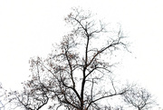 5th Apr 2021 - Tree Silhouette #2