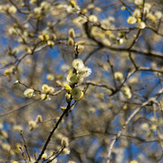 2nd Apr 2021 - Maybe Pussy Willow?