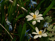 6th Apr 2021 - blood root and Siberian squill 