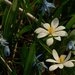 blood root and Siberian squill  by rminer
