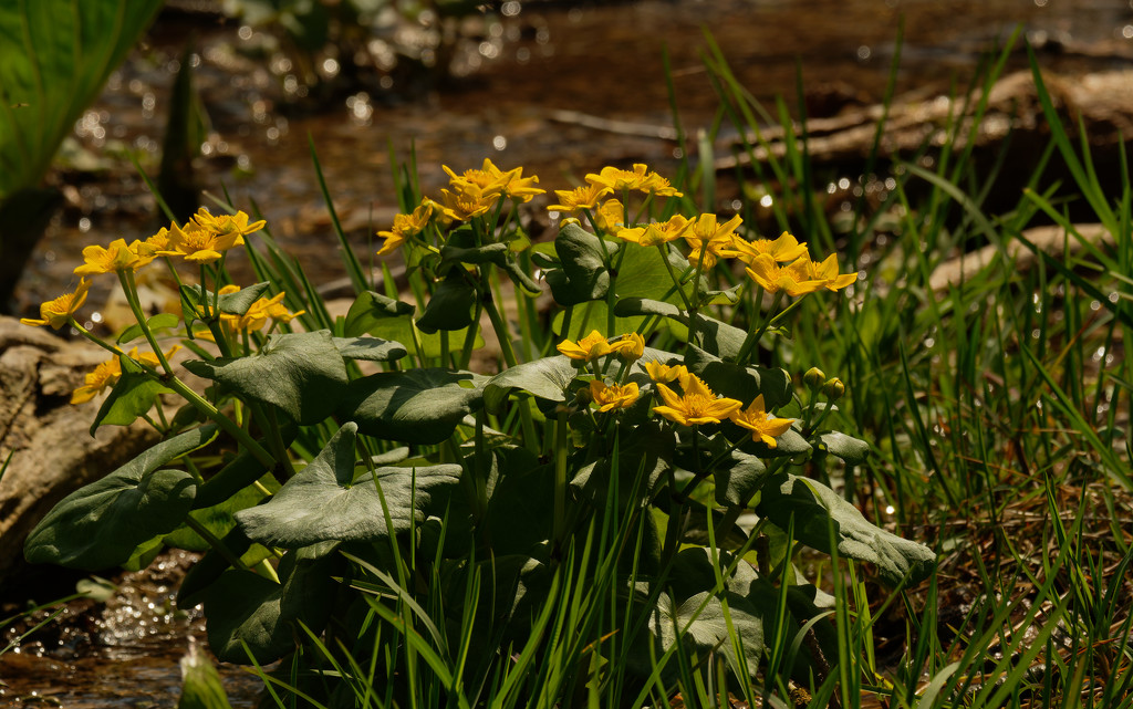marsh marigolds by a creek by rminer