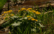 6th Apr 2021 - marsh marigolds by a creek