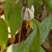 6th Apr 2021 - trout lily 