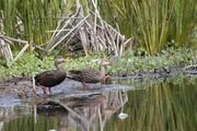 6th Apr 2021 - Mottled Ducks