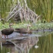 Mottled Ducks by chejja