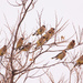waxwings by aecasey
