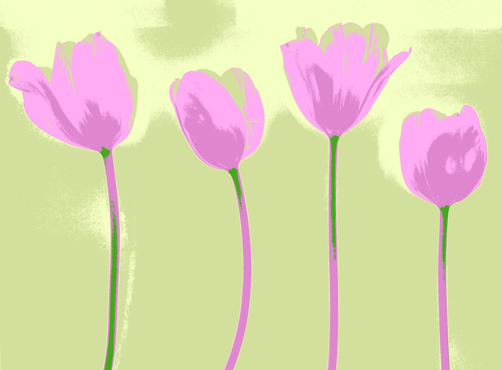 Four Tulips by sprphotos