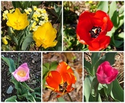 7th Apr 2021 - Springtime Favorites