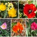 Springtime Favorites by allie912