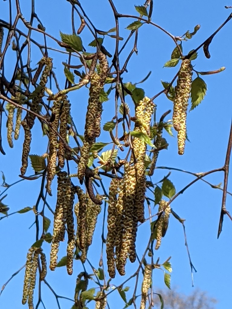  the silver birch  tree come to life ! by yorkshirelady