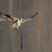 Osprey nest building time by dridsdale