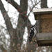Hairy Woodpecker by ljmanning