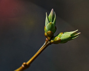6th Apr 2021 - Lilac Buds