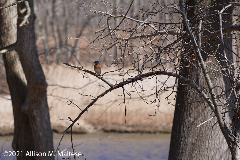 Bluebird on the River by falcon11