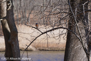 6th Apr 2021 - Bluebird on the River
