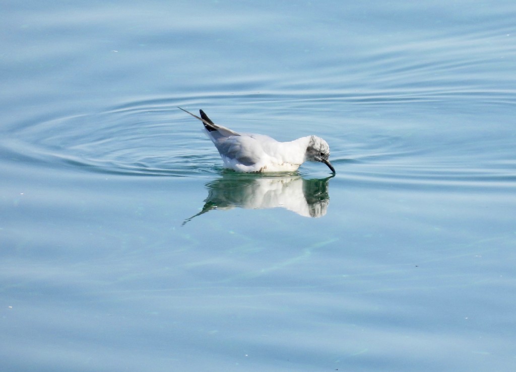 Bonaparte's Gull Reflection by frantackaberry