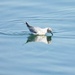 Bonaparte's Gull Reflection by frantackaberry