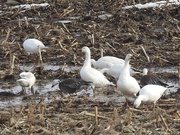29th Mar 2021 - Snow Geese