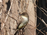 4th Apr 2021 - Eastern Phoebe's are Back