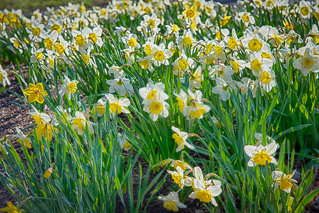 Daffodils Promise by ggshearron