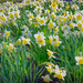 Daffodils Promise by ggshearron