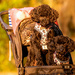 The Dogs, Out for a Stroll in the Stroller! by rickster549