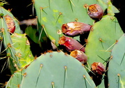 4th Apr 2021 - Prickly Pear Cactus Blooms