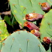 Prickly Pear Cactus Blooms by redy4et