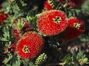 5th Apr 2021 - Weeping Bottle Brush 