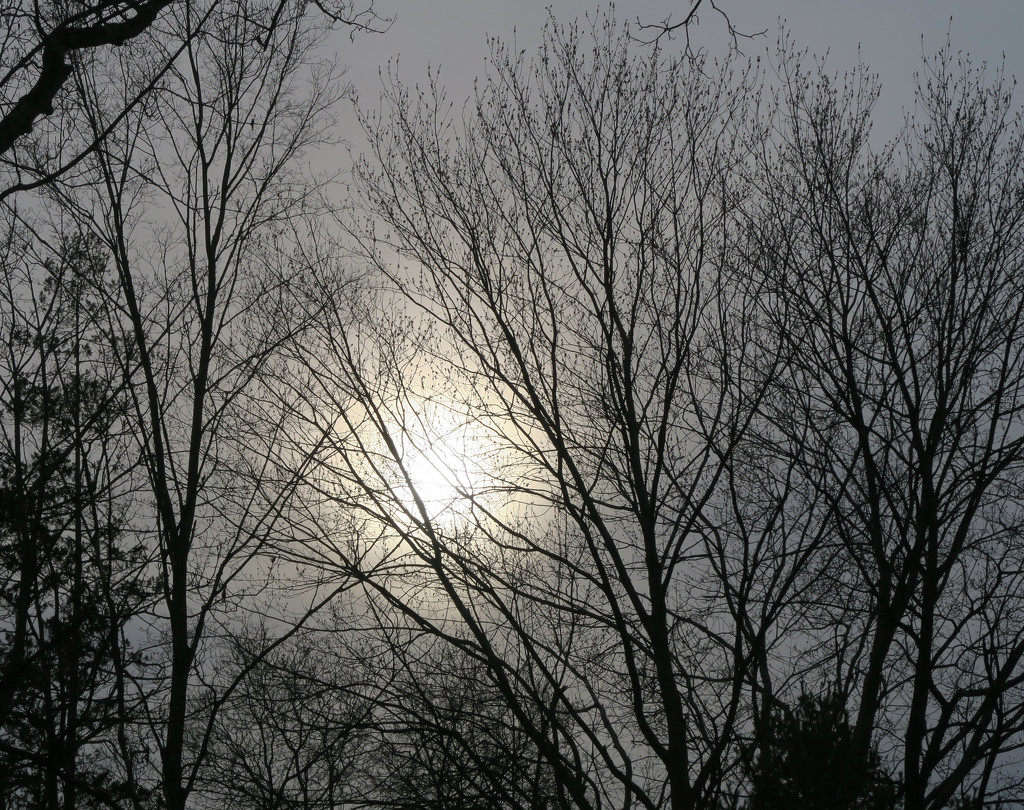 The Sun Peeks Through the Trees by april16