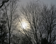 27th Mar 2021 - The Sun Peeks Through the Trees