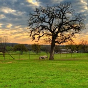 7th Apr 2021 - Hill country sunrise