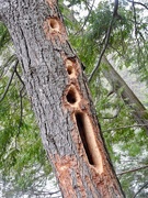 30th Mar 2021 - The Work Of A Pileated Woodpecker