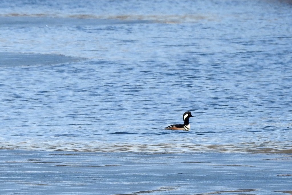 Hooded Merganser by sunnygreenwood