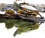 7th Apr 2021 - Painted Turtles