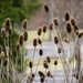 Teasels by mittens