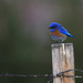 The Bluebirds are Back  by gq