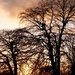 Trees at Sunset by fishers