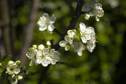7th Apr 2021 - Plum blossom