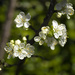 Plum blossom by fueast