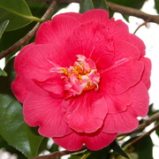 7th Apr 2021 - Camellia Flower