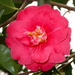 Camellia Flower by davemockford