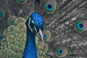 7th Apr 2021 - Peacock at Danish Camp 