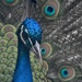 Peacock at Danish Camp  by rosiekind