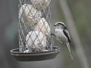 7th Apr 2021 - Long tailed tit