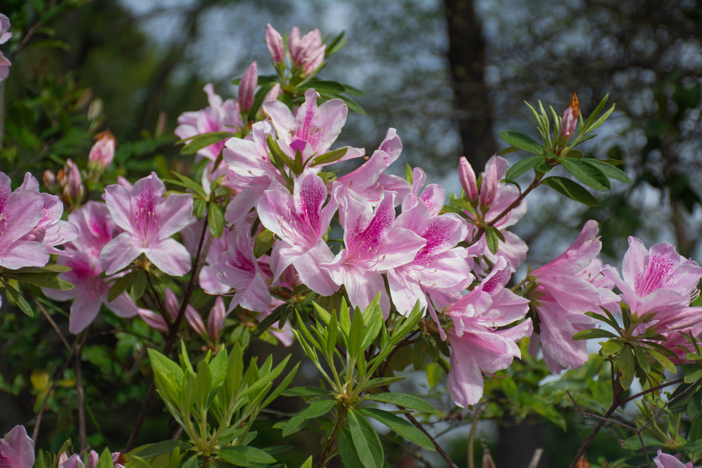 Pink Azalea... by thewatersphotos