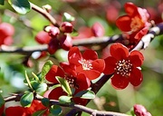 7th Apr 2021 - Japanese Flowering Quince