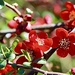 Japanese Flowering Quince by carole_sandford